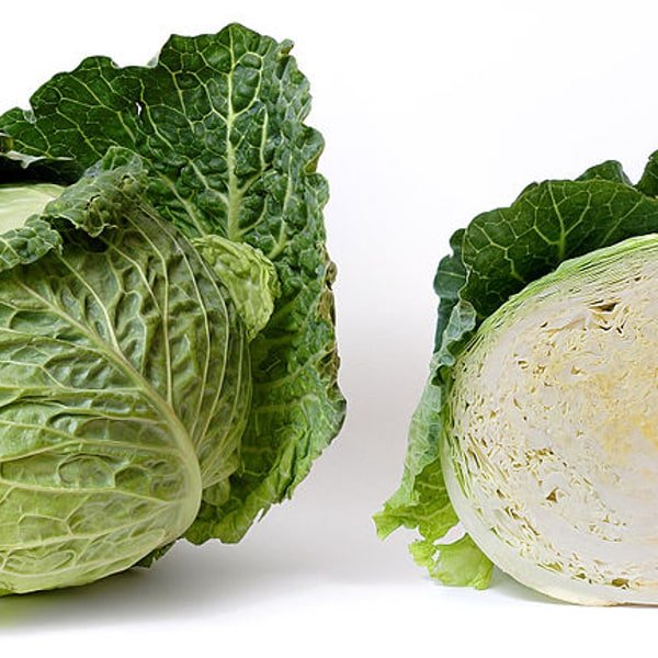 Cabbage Seed