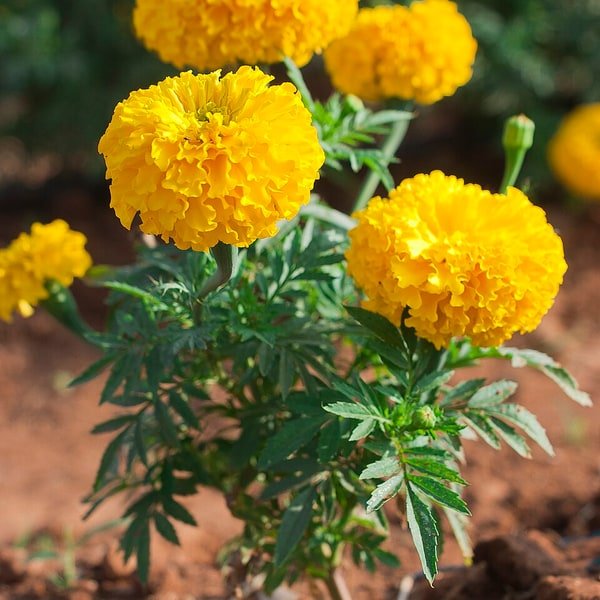 Flower Seeds
